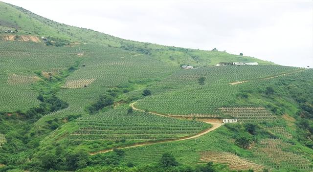 云南产什么水果，云南水果种类及名称