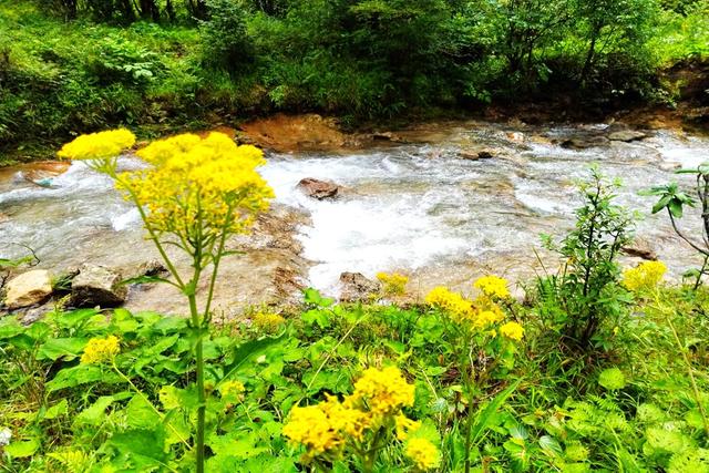 广西桂林龙胜县梯田，桂林龙胜梯田渐染金黄稻飘香