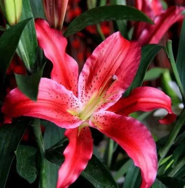 各种最好看的鲜花，分享40多种美丽的鲜花