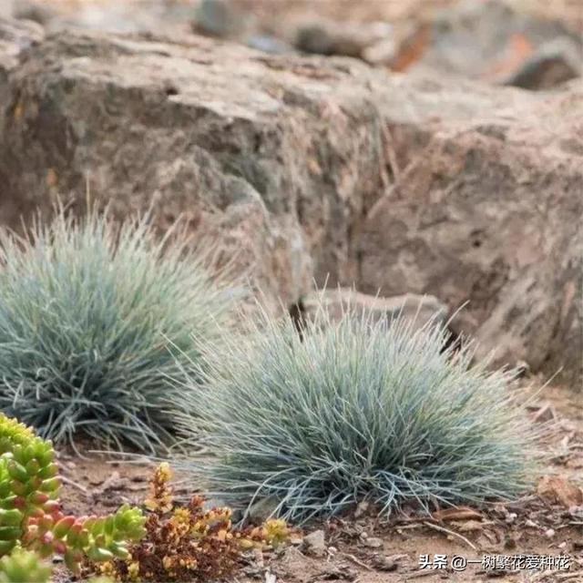 适合庭院养的草花，25种观赏草观叶赏花