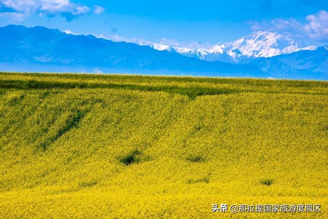 伊犁河谷最值得去的地方，伊犁河谷赏花攻略