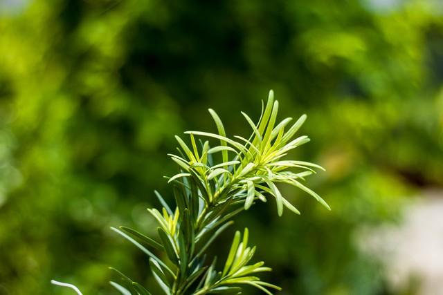 2米高罗汉松价格多少，2米高罗汉松价目表