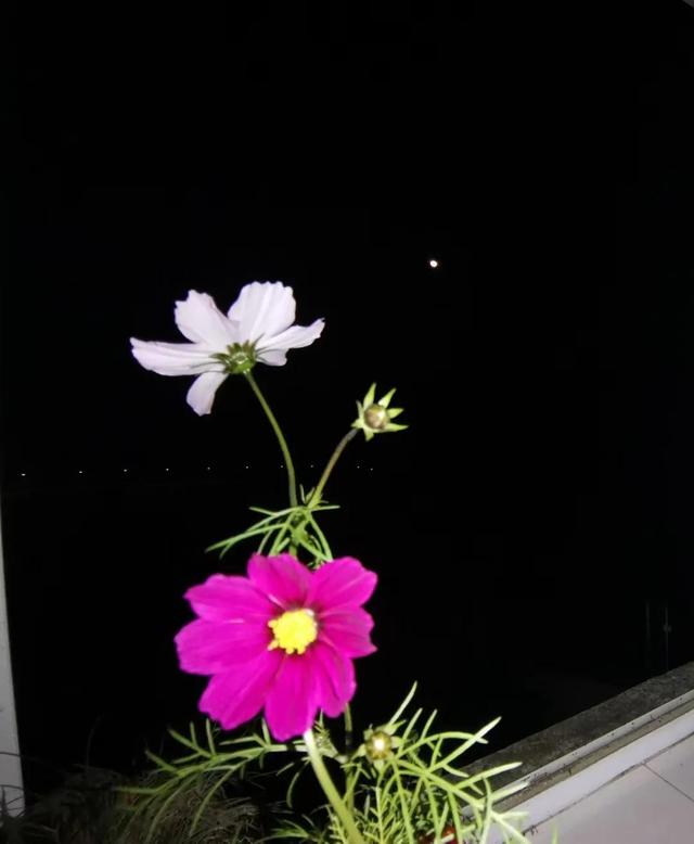 格桑花是什么意思，格桑花是什么意思代表什么（明明那么眼熟的路边花）