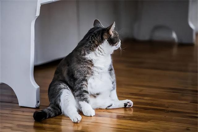 猫咪肥胖和寿命(猫咪的胖瘦)