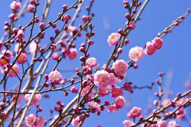 乌鸦哥绘画，阿庆哥画鸟