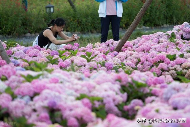 绣球花的种植方法及养护技术，代表希望健康美满