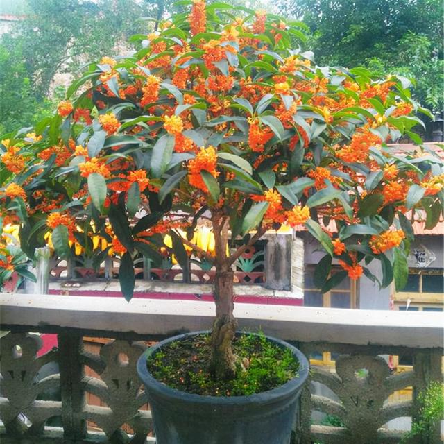 二十种风水树排名，5种富贵树