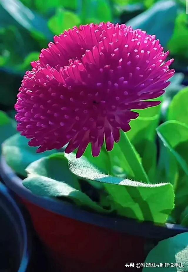 精美高清鲜花壁纸，漂亮鲜花送给您