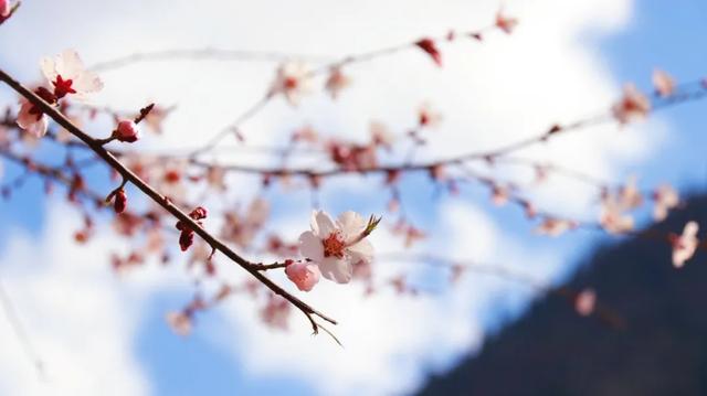 2022年林芝桃花节什么时候开始，2022年林芝桃花节3月23日开幕