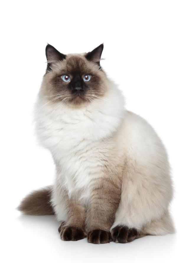猫咪智商排名前十名是什么猫，智商排名前十的猫咪排行榜