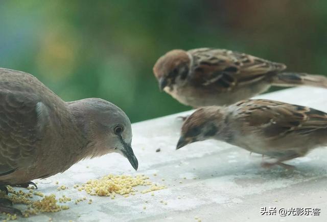养野鸟的正确方法，强行让野鸟适应笼养环境