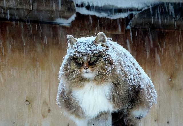 猫的记忆有多久，猫咪对主人的记忆可以持续多久（猫咪会不认识自己吗）