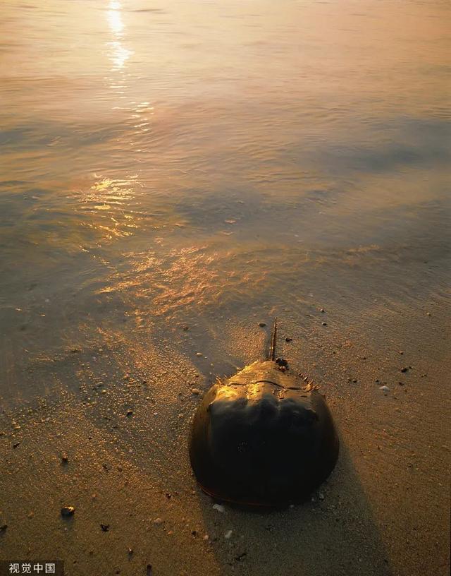 柬埔寨血奴事件，柬埔寨血奴事件发生原因（90后福建女子柬埔寨遭性侵殴打）
