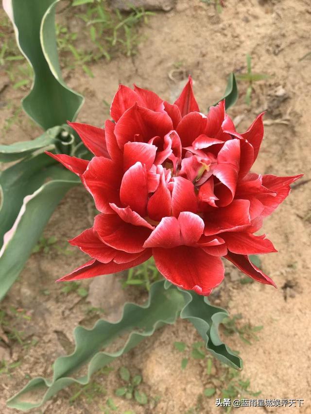 北京郁金香花海在哪个地方，京城踏青春花烂漫