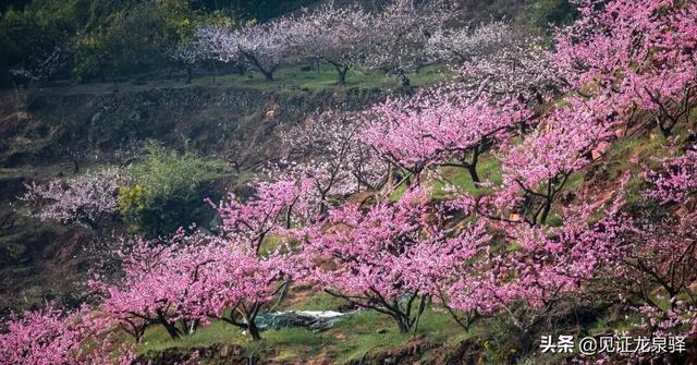 第36届桃花节开幕啦，又是一年三月三桃花节