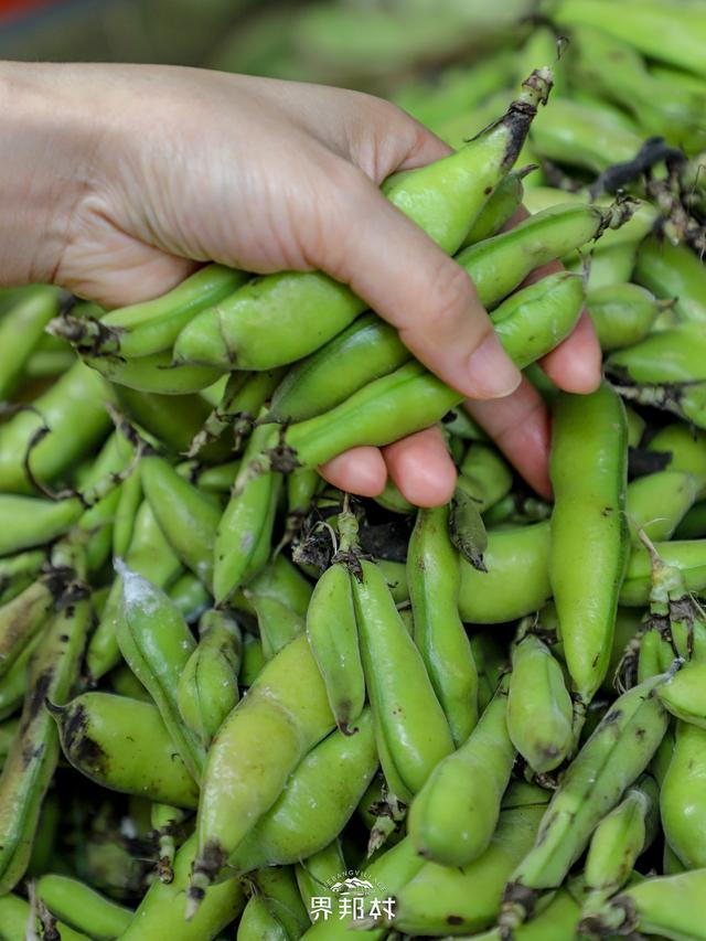 干蚕豆怎么做好吃，干蚕豆怎么炒做零食（原来1个炖肉料包就可以解决）