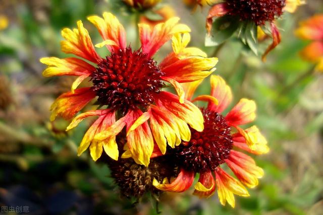 菊花有多少种颜色，各类菊花品种