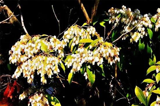 马醉木好不好养，马醉木及其品种介绍