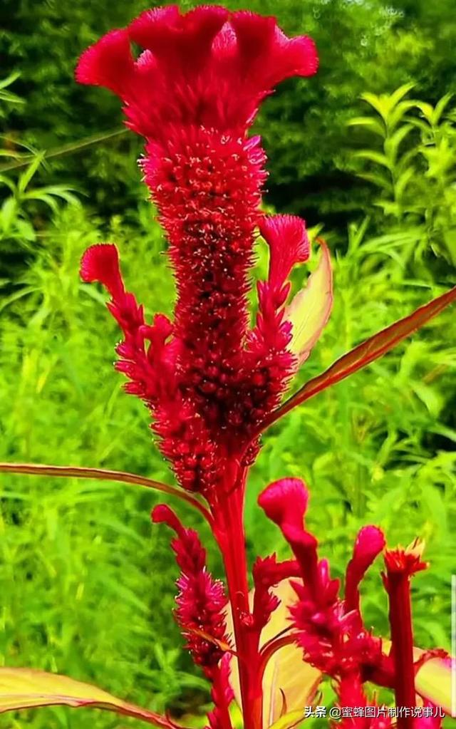 精美高清鲜花壁纸，漂亮鲜花送给您