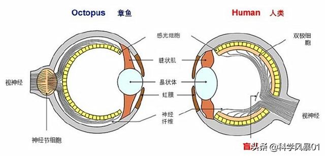 人类眼睛放大后是什么样子，人眼像素高达5.76亿