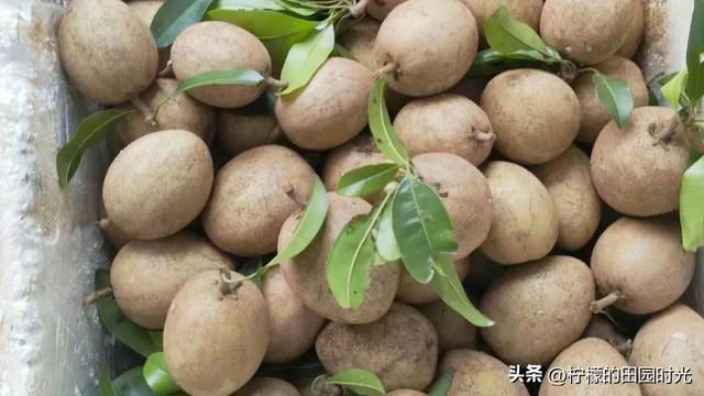 人心果糖尿病可以吃吗(糖尿病人能吃人心果吗?)