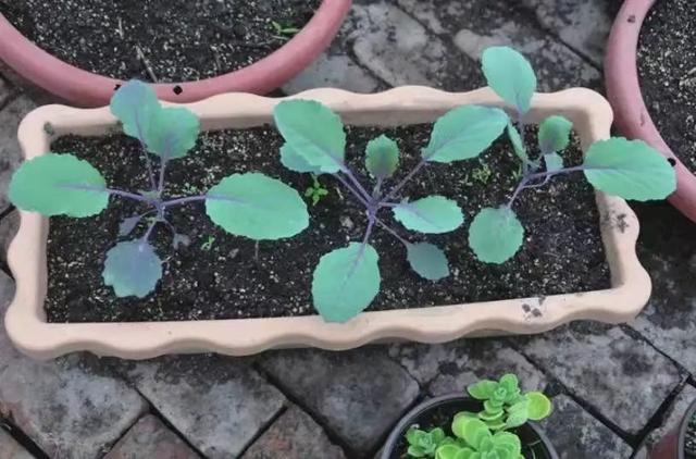 露台种菜小技巧，啥都不缺的城里就缺一块菜地