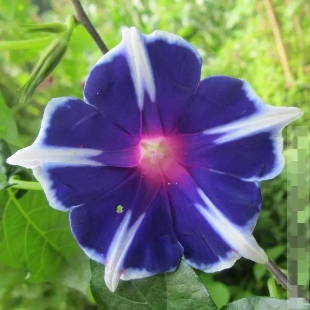 做梦也没想到牵牛花能开成这个样子，斗牛牛心脏（周公解梦：梦见这四种花草）