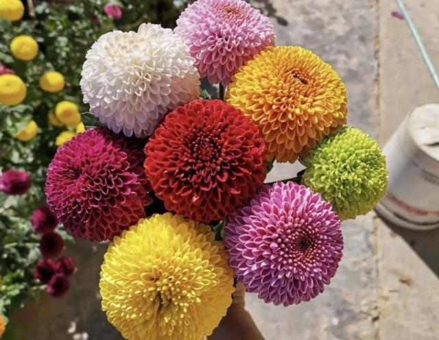 乒乓菊开完花后怎么养护，养菊花先试试乒乓菊