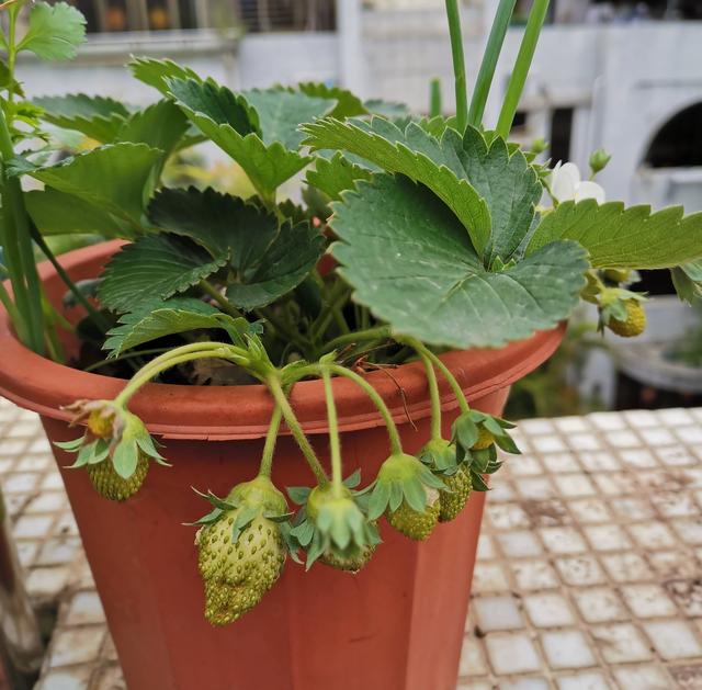 草莓盆栽怎么养，各种盆栽草莓的种植方法（家庭盆栽草莓的种植方法）