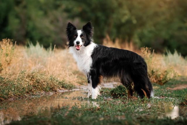 边境牧羊犬智商，边境牧羊犬能有多聪明（智力排行第一的边牧、德牧）