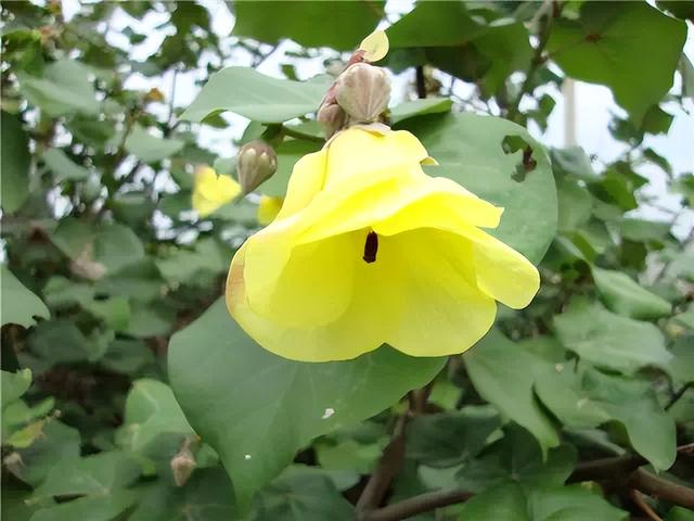花卉图片及名称大全，常见绿植花卉及名称大全（100种常见花图鉴）