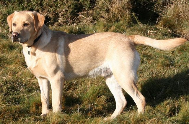 好养的中小型犬适合新手，9种适合“新手”养的“小型犬”