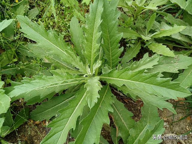 这么多野菜你认识几种，比韭菜还鲜嫩
