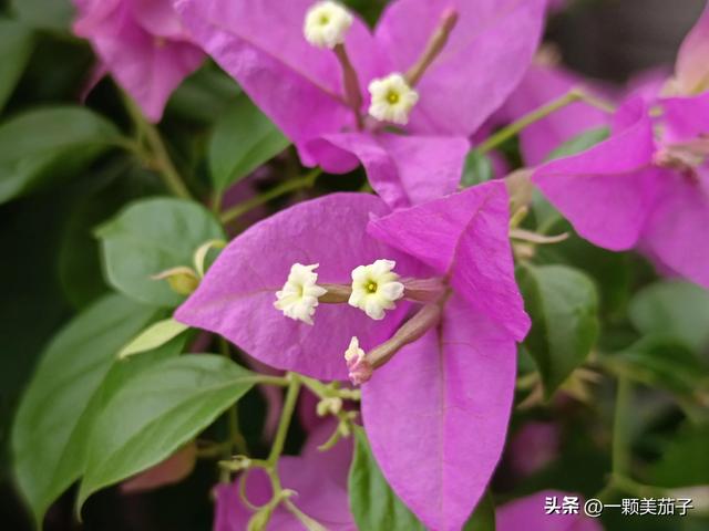 三角梅的含义与花语，最美三角梅广东叫