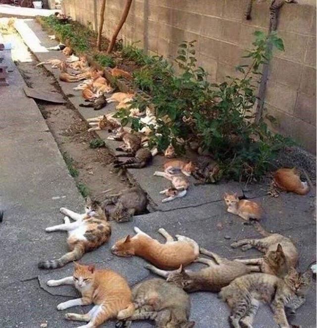 猫薄荷对猫有什么作用，猫薄荷到底是对猫有什么影响（让猫疯狂的猫薄荷还有驱蚊功效）