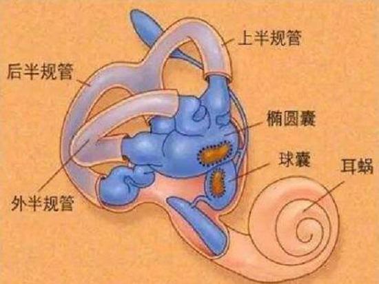 前庭功能康复训练，前庭功能恢复训练