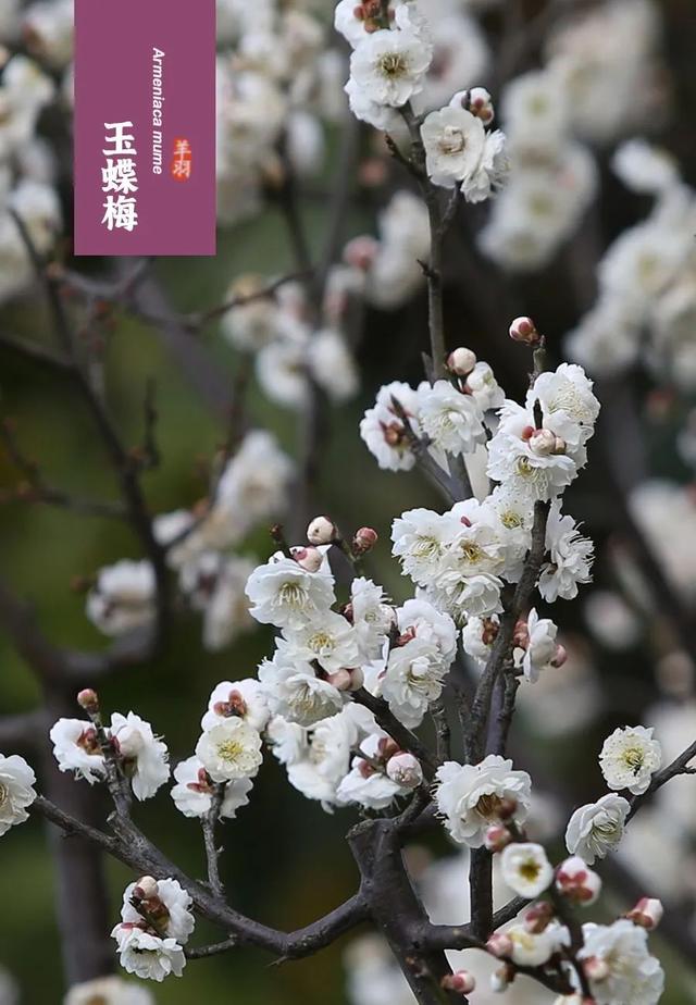 什么梅花品种好，梅花哪个品种比较好看