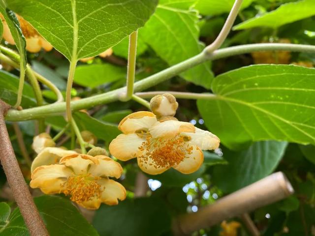 脆香枣子，别样软枣子