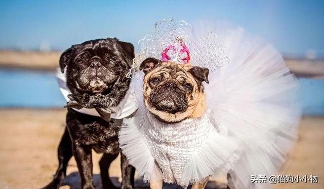 公狗刚刚开始发育有什么反应，狗狗发情会有哪些表现