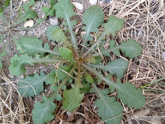 这么多野菜你认识几种，比韭菜还鲜嫩