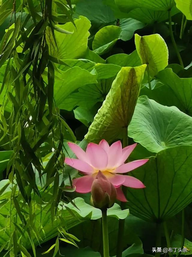 荷花诗词诗句，咏荷花诗词十四首