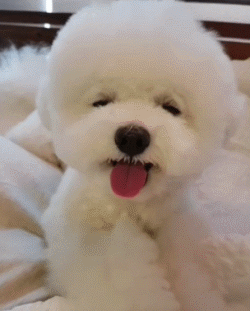 什么狗狗最听话最温顺，这5种狗狗不仅性格温顺