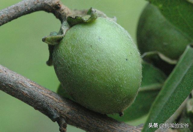 热带雨林中的毒果子海棠果，海棠果