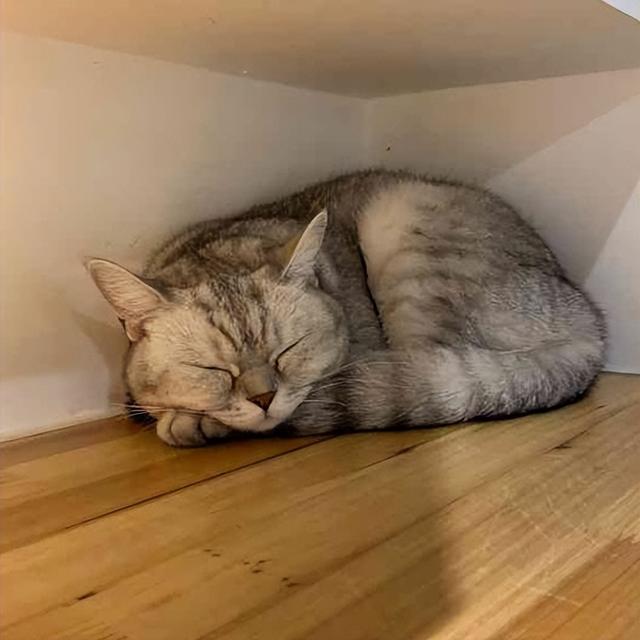 猫怕冷还是怕热，猫咪怕冷还是怕热的表现（如果您家猫有以下行为）