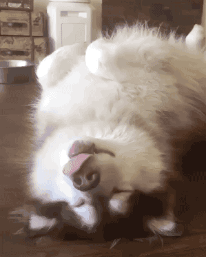 狗狗睡觉时候抖动抽搐，为啥狗狗睡觉时抽搐（狗狗睡觉有点抽搐是什么原因）