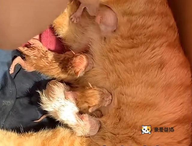 猫一窝能生几只，猫咪最多可以生几窝宝宝（猫妈临近分娩却无处可去）