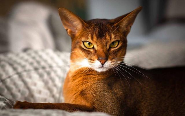 猫咪智商排名前十名是什么猫，智商排名前十的猫咪排行榜