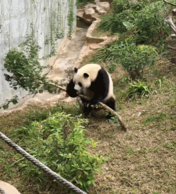 南宁市动物园浣熊介绍，带你去南宁动物园看
