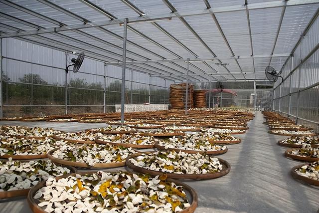 最便宜的新会陈皮多少钱一斤，新会陈皮价格揭秘