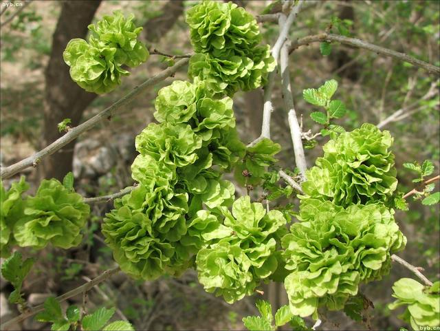 农村常见的花，凌巧分享篇41——这15种生活中常见的野花